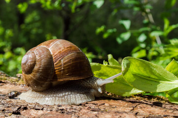 Wild little snail closeup in the green forest with blurred background