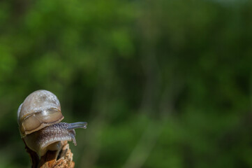 Wild little snail closeup in the green forest with blurred background