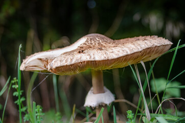 Pilz im Wald 