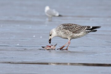 An immature Great Black-backed Gull feeds on ice during the Colorado winter. 