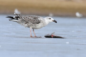 An immature Great Black-backed Gull feeds on ice during the Colorado winter. 