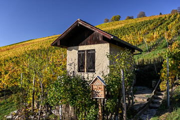 A winegrower's hut and an insect hotel standing in a colorful vineyard during autumn.