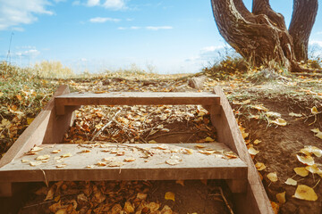 wooden staircase in the forest