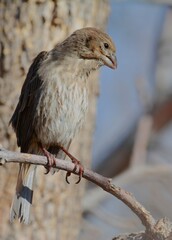 A House Finch flits around a backyard in the Colorado mountains. 