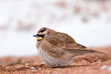A Horned Lark sits in the snow on the Colorado prairie during a cold winter day.