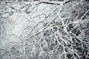 First snow, trees covered in snow in winter, winter background
