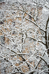 First snow, trees covered in snow in winter, winter background