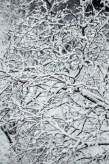 First snow, trees covered in snow in winter, winter background