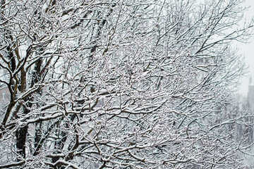 First snow, trees covered in snow in winter, winter background