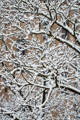 First snow, trees covered in snow in winter, winter background