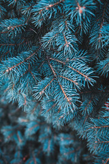 christmas tree branch