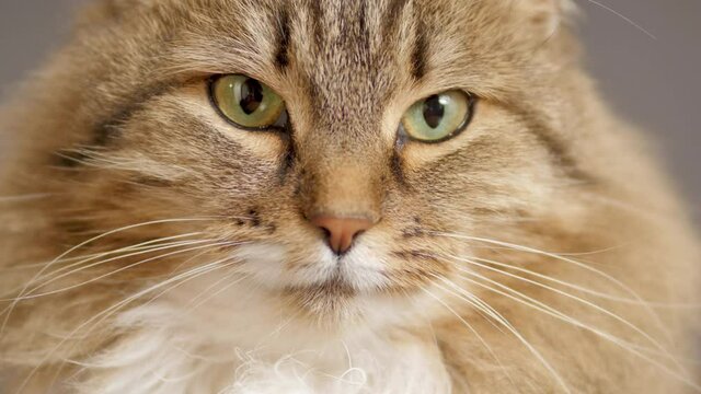 cute cat on gray studio background, fluffy Siberian cat looking, concept of pets, domestic animals, close up face