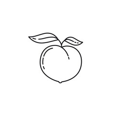 Peach fruit vector line icon