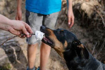 Mother's hand feeds fried marshmallows to the puppy Dobermann.