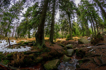 Fototapeta na wymiar Typical forest landscape of the Harz Mountain National Park