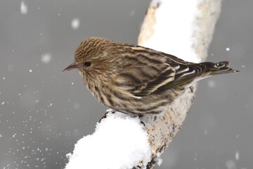 A Pine Siskin visits a bird feeder during the Colorado winter.