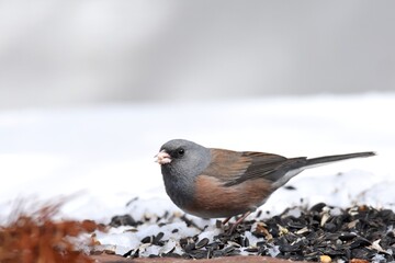 A pink-sided Dark-eyed Junco perches near a bird feeder on a cold Colorado winter day.