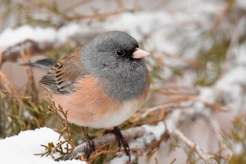 A pink-sided Dark-eyed Junco perches near a bird feeder on a cold Colorado winter day.