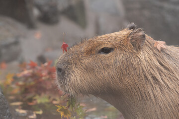 のんびり過ごすカピバラ