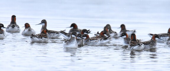 A flock of Red-necked Phalaropes gathers on a lake in Colorado during spring shorebird migration. 