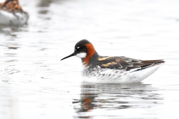 A breeding plumage Red-necked Phalarope swims on a pond on the Colorado prairie during spring shorebird migration.