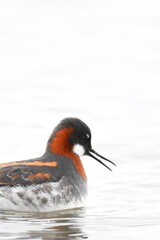 A breeding plumage Red-necked Phalarope swims on a pond on the Colorado prairie during spring shorebird migration.
