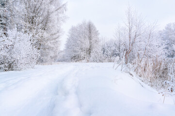 View of a winter snow-covered forest. A road in a snowy winter forest. Christmas light background