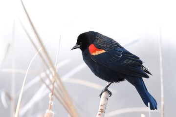 A male Red-winged Blackbird sings from an exposed perch near a marsh on the Colorado prairie. 