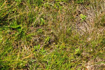 Countryside meadow grass, vegetation and wild field flowers
