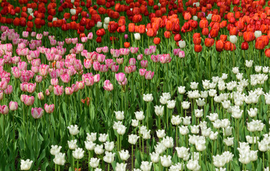 Blooming tulips in the spring park