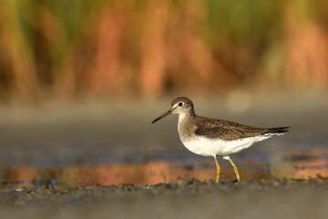 A Solitary Sandpiper feeds in a marsh on the Colorado prairie during fall shorebird migration.
