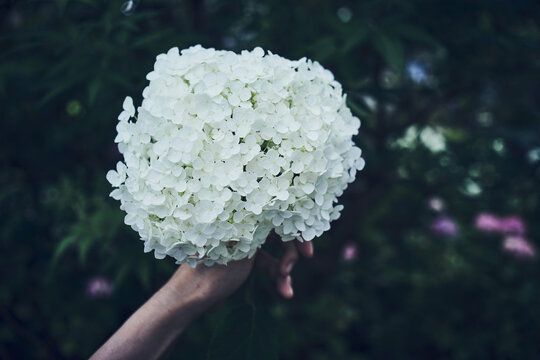 紫陽花に手を添える女性の手元