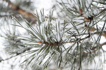 Close-up of snow and frost on pine needles, selective focus, winter background