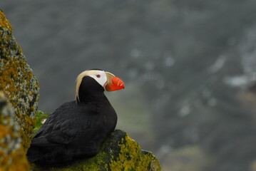 A Tufted Puffin perches atop a rock at a seabird nesting colony.