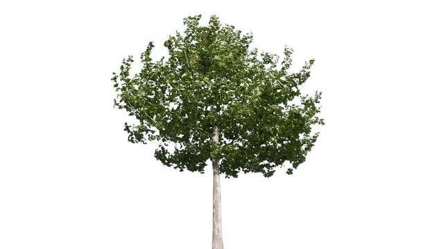 Real tree platanus isolated in movement - 12 sunny day with alpha channel ready to insert in your #vfx works as a separate layer