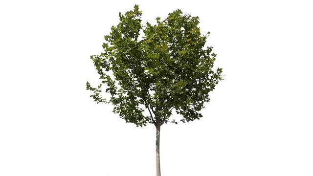 Real tree platanus occidentalis isolated in movement - 11  sunny day with alpha channel ready to insert in your #vfx works as a separate layer