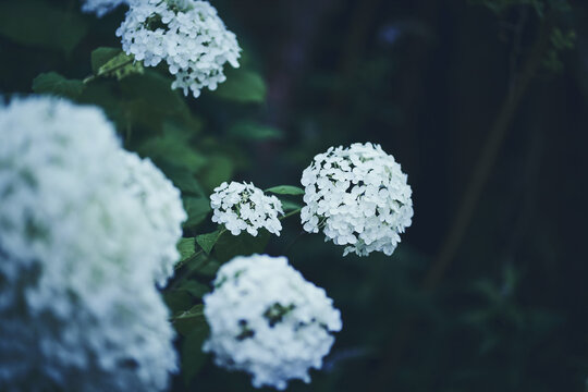 紫陽花