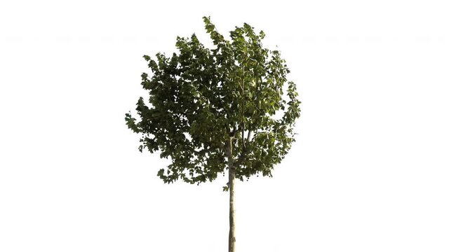 Real tree platanus occidentalis isolated in movement - 13 sunny day with alpha channel ready to insert in your #vfx works as a separate layer
