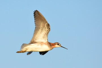 A Wilson's Phalarope feeds on the Colorado prairie.