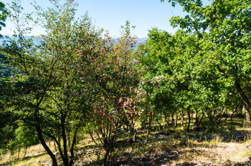 Alberi lungo il sentiero a Poggio San Romualdo Frazione di Fabriano nelle Marche