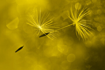 Flying dandelion fluffs with bokeh in illuminating ,the 2021 color