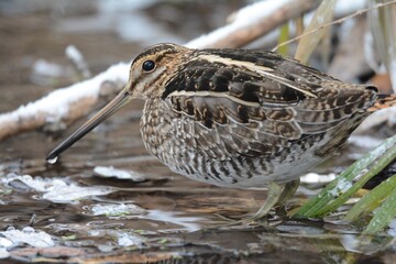 A Wilson's Snipe hides along a stream in the Colorado mountains.