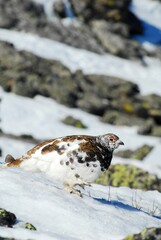 A White-tailed Ptarmigan walks across the snow in the Colorado mountains.