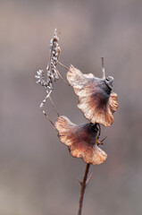 Graceful insect Empusa pennata on a dry twig waiting for prey in the meadow