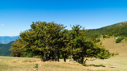 Alberi lungo il sentiero a Poggio San Romualdo Frazione di Fabriano nelle Marche