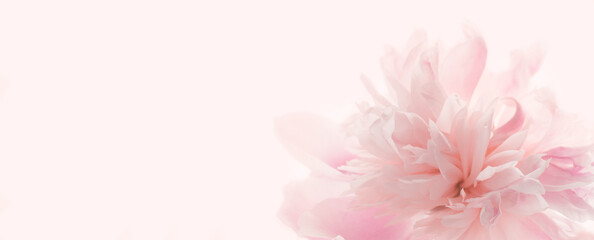 Mock-up with beautiful pastel peony floral background. Soft pastel wedding, romantic flowers. Banner for website