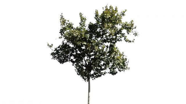 Real tree platanus occidentalis isolated in movement - 20 sunny day with alpha channel ready to insert in your #vfx works as a separate layer
