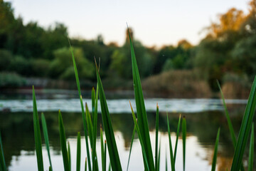 Fototapeta premium small lake behind young reed plants