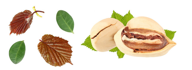 The pecan nuts with leaves isolated on white background