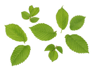 Green leaves isolated on white background .The view from the top.